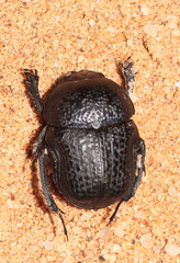 Gymnopleurus flagellatus
