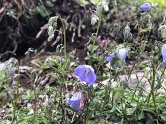 Campanula cochleariifolia