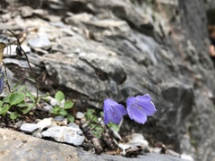 Campanula cochleariifolia