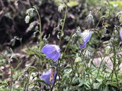 Campanula cochleariifolia
