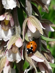Coccinella septempunctata