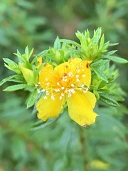 Hypericum galioides