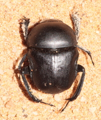 Gymnopleurus mopsus