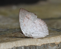 Curetis santana