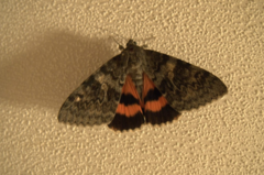 Catocala elocata
