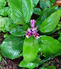 Curcuma aromatica