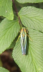 Poecilocarda cosmopolita