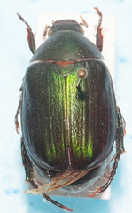 Anomala ausonia