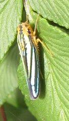 Poecilocarda cosmopolita