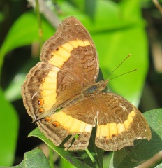 Junonia elgiva