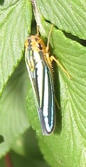 Poecilocarda cosmopolita