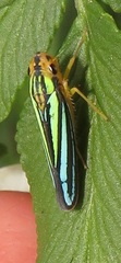 Poecilocarda cosmopolita