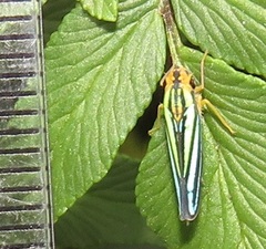 Poecilocarda cosmopolita