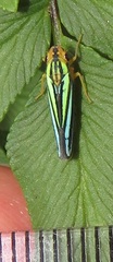 Poecilocarda cosmopolita