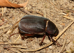 Phyllophaga prunina