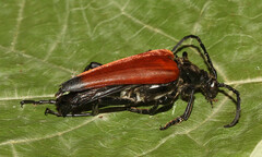 Stenelytrana emarginata