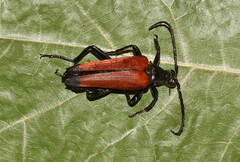 Stenelytrana emarginata