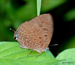 Arhopala eumolphus
