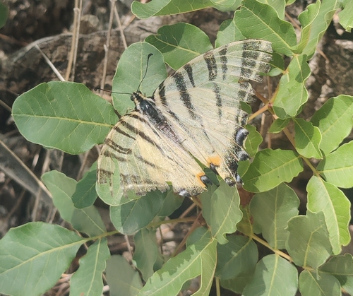 Prugasto jedarce (Iphiclides podalirius)