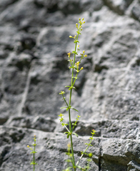 Galium coriaceum
