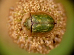 Cassida hyalina