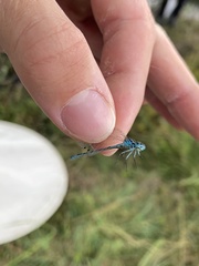 Coenagrion scitulum