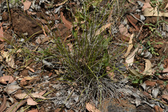 Scleria brownii