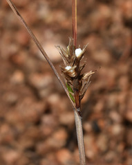 Scleria brownii