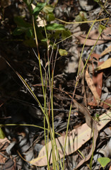 Scleria brownii
