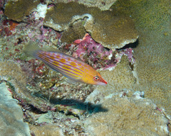 Pseudocheilinus octotaenia