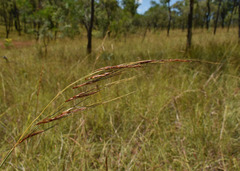 Sorghum plumosum