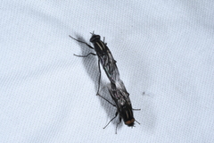 Thereva albovittata