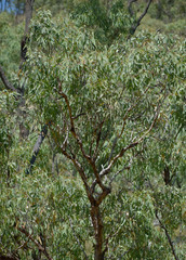 Corymbia erythrophloia