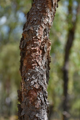 Corymbia erythrophloia