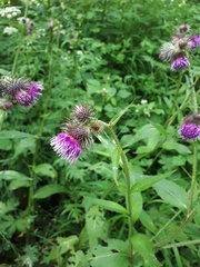 Carduus personata