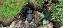 Carabus gigas