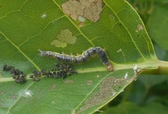 Eulepte gastralis