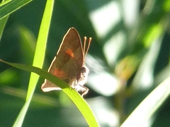 Euselasia thucydides