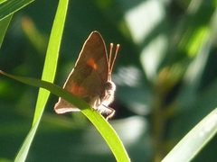 Euselasia thucydides