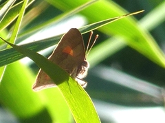 Euselasia thucydides