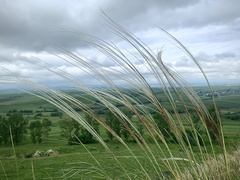 Stipa lessingiana