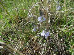 Veronica prostrata