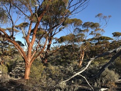 Eucalyptus salubris