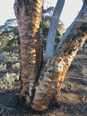 Eucalyptus salubris