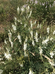 Galega officinalis