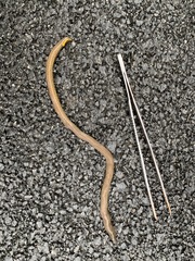 Uropeltidae
