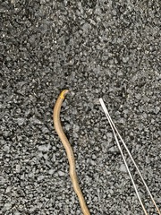 Uropeltidae
