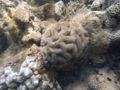 Acanthastrea