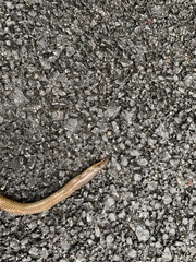 Uropeltidae