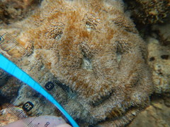 Acanthastrea